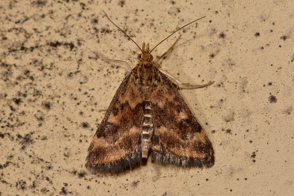Crambidae - Pyrausta despicata? S